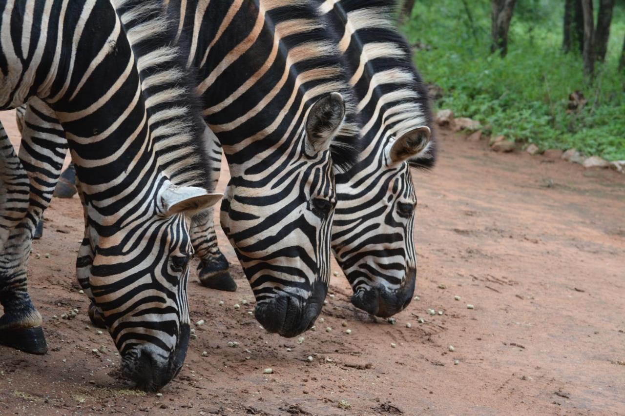 515 On Warthog By The River Marloth Park Exterior photo