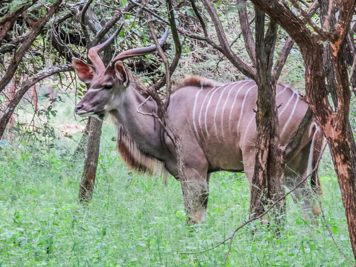 515 On Warthog By The River Marloth Park Exterior photo