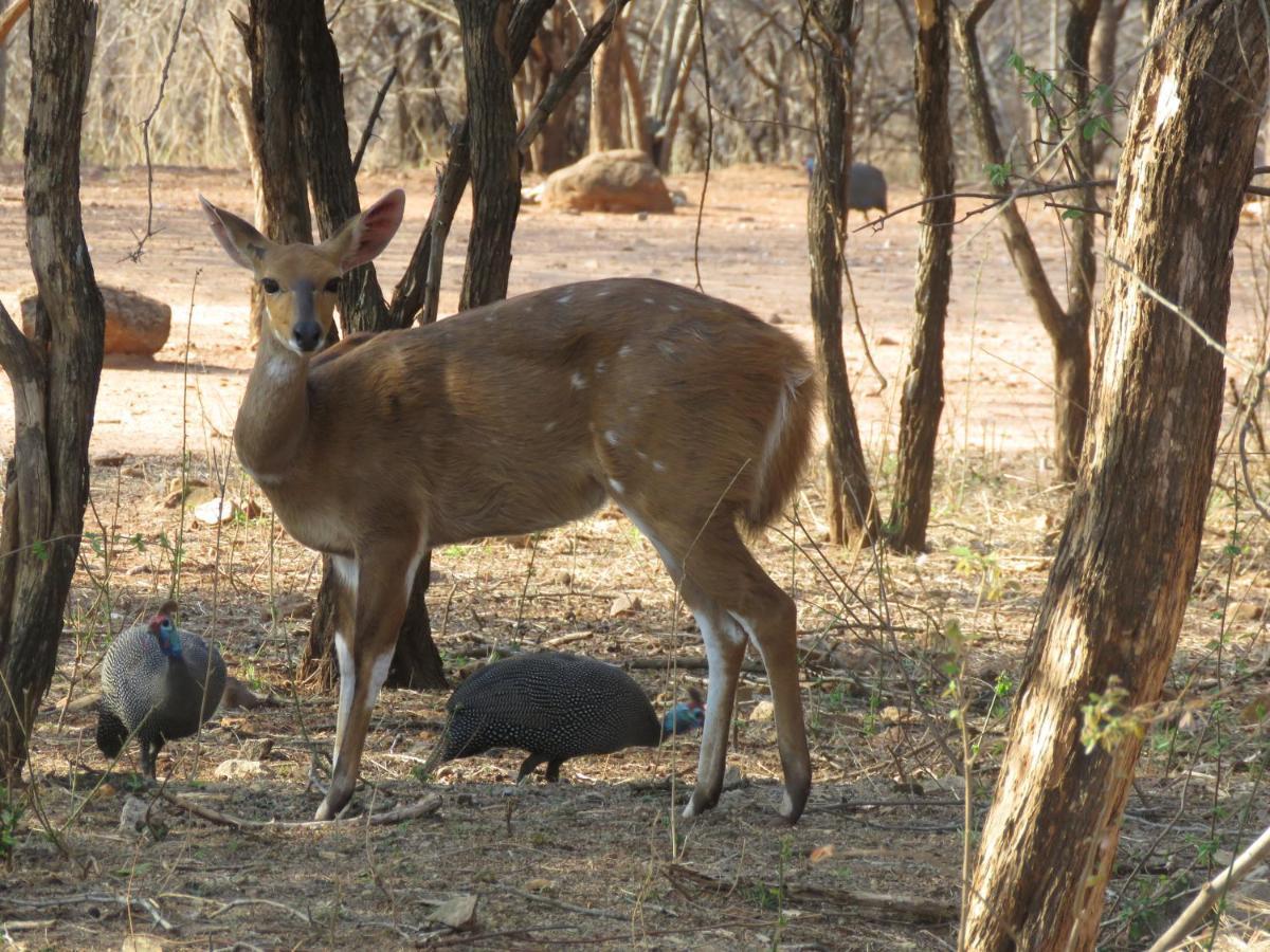 515 On Warthog By The River Marloth Park Exterior photo